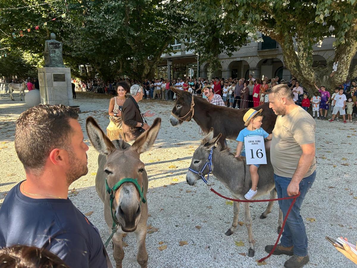 O Gran Derbi Asnal regresa a Padrón en clave de homenaxe aos burros fariñeiros