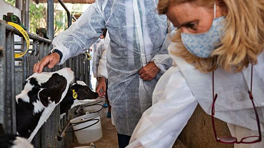 El Parador de las vacas  de la leche Sandra