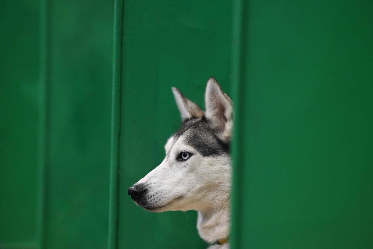 Exposición canina en el Centro Nacional de Exposiciones de Birmingham