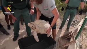La Guardia Civil rescata varios animales protegidos en Alicante