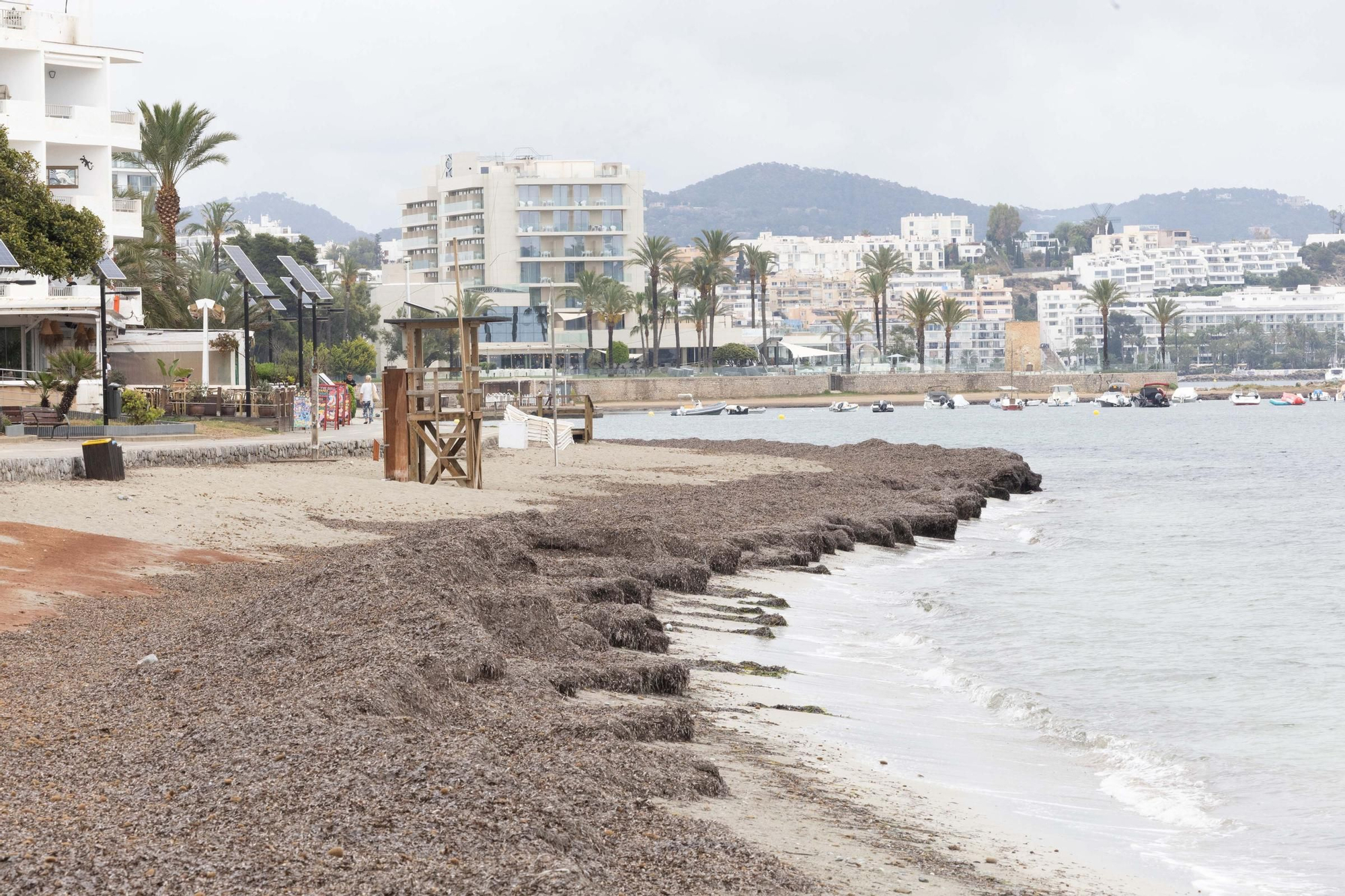 Posidonia en Platja d'en Bossa