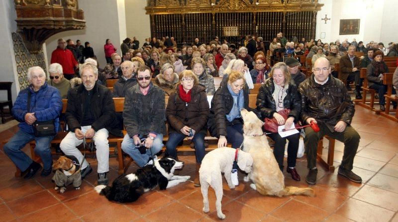 Celebración de San Antón, bendición de los animales