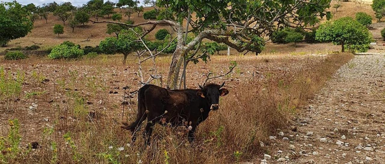 La vaca mallorquina, una gran aliada para limpiar bosques, fincas y cotos de caza