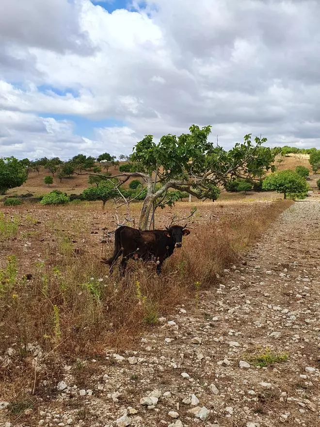 La vaca mallorquina, una gran aliada para limpiar bosques, fincas y cotos de caza