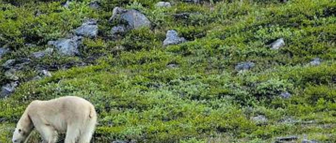 Òssos polars al parc nacional de Torngat