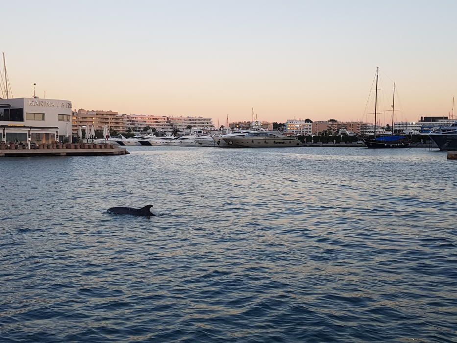 Delfines en Ibiza