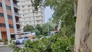 Las tormentas dejan ocho avisos por caída de ramas en Xàtiva y derrumban una pared en el cementerio de la Granja