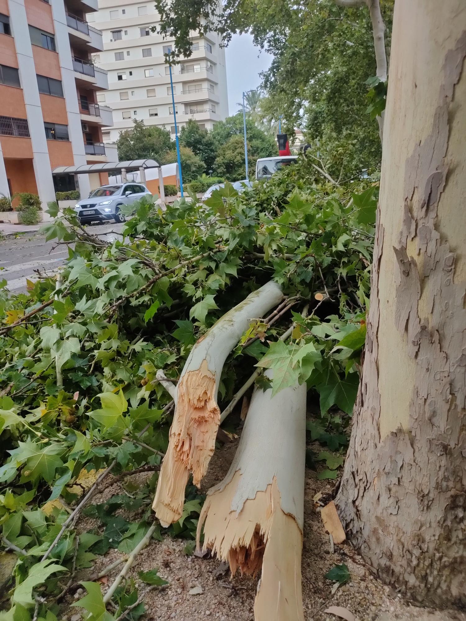 Ramas caídas y árboles arrancados en Xàtiva tras la tormenta del fin de semana