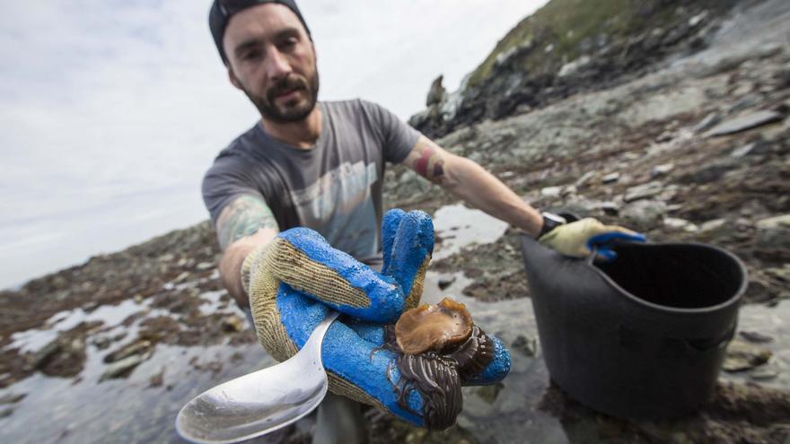Asturias blinda la ortiguilla de mar al caer en picado las capturas en los últimos años