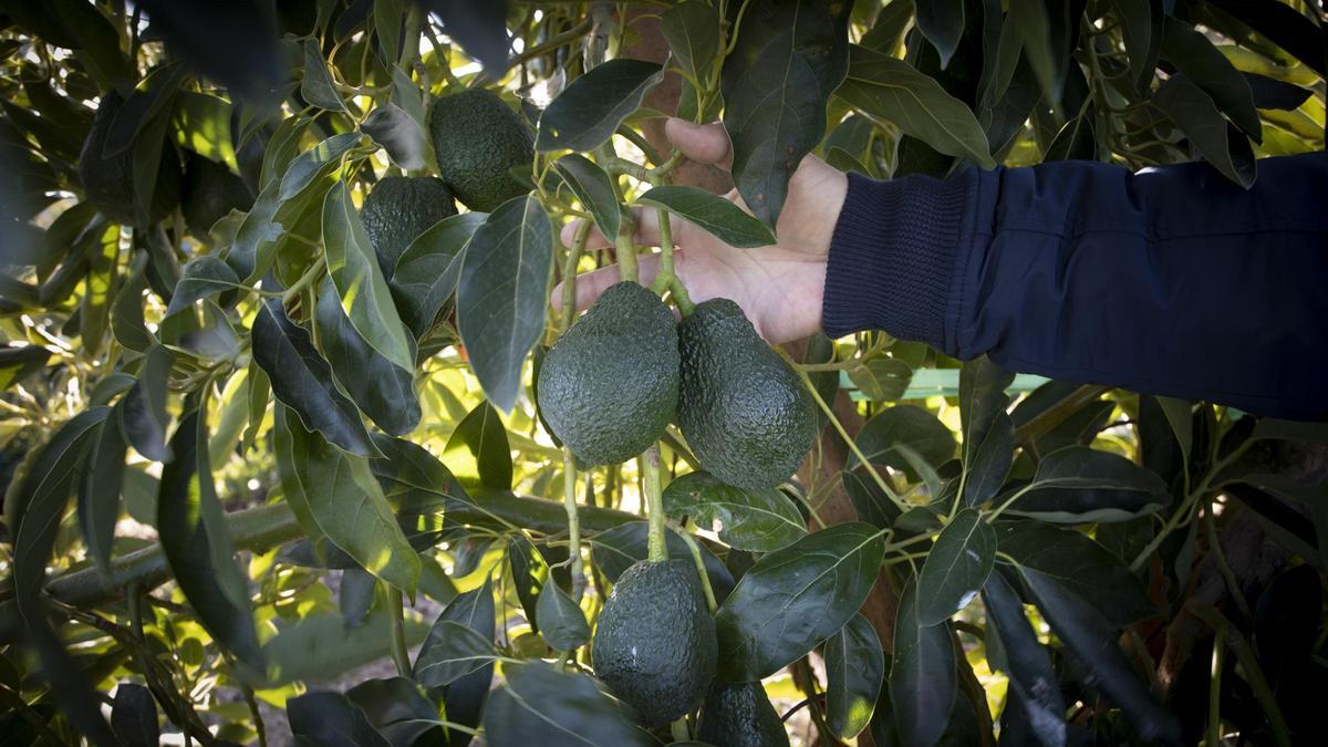 Campo de aguacates en el Camp de Morvedre.