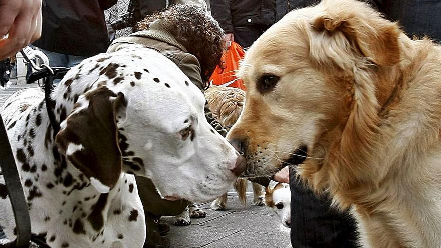 Dos perros en una manifestación contra el abandono animal.