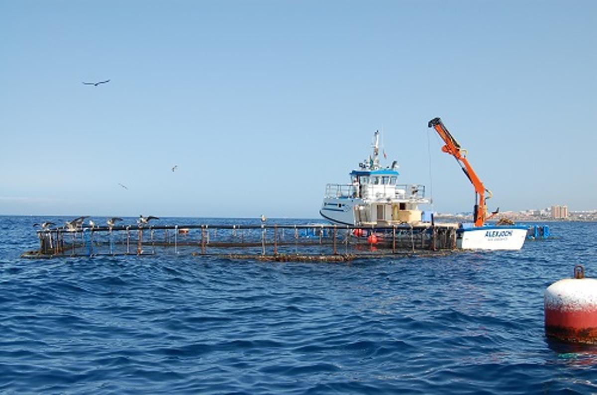 Una imatge d'aquïcultura marina