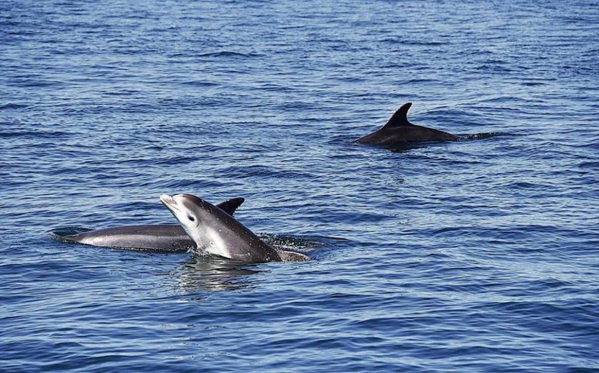 Una cría nada junto a dos ejemplares adultos en la ría de Arousa. // BDRI