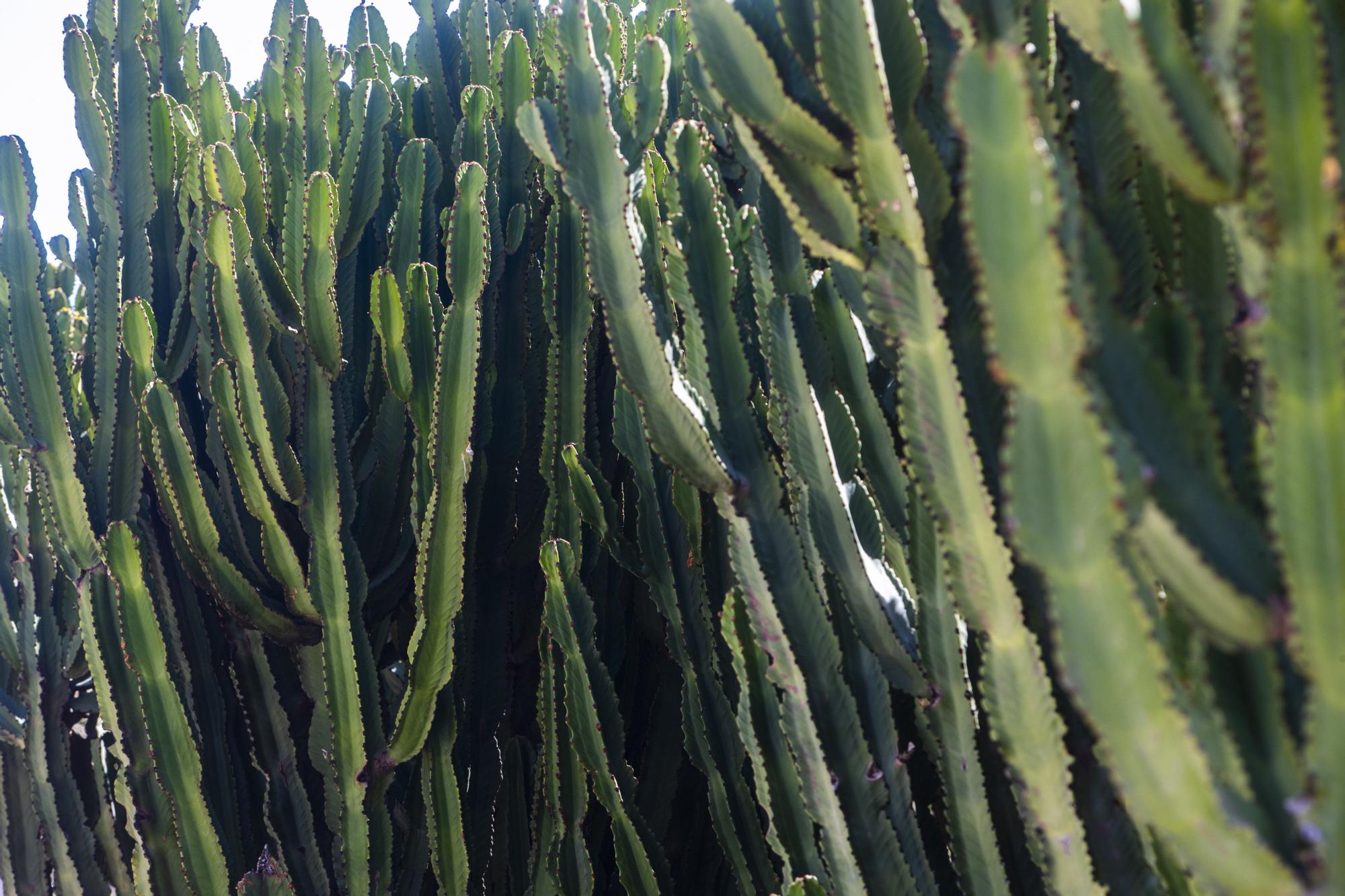 ¿Conoces los jardines de cactus de València?