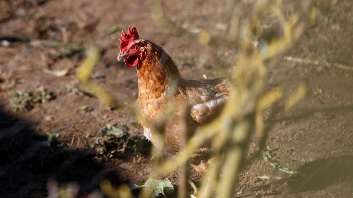 Se confirma el primer caso de gripe aviar en Extremadura.