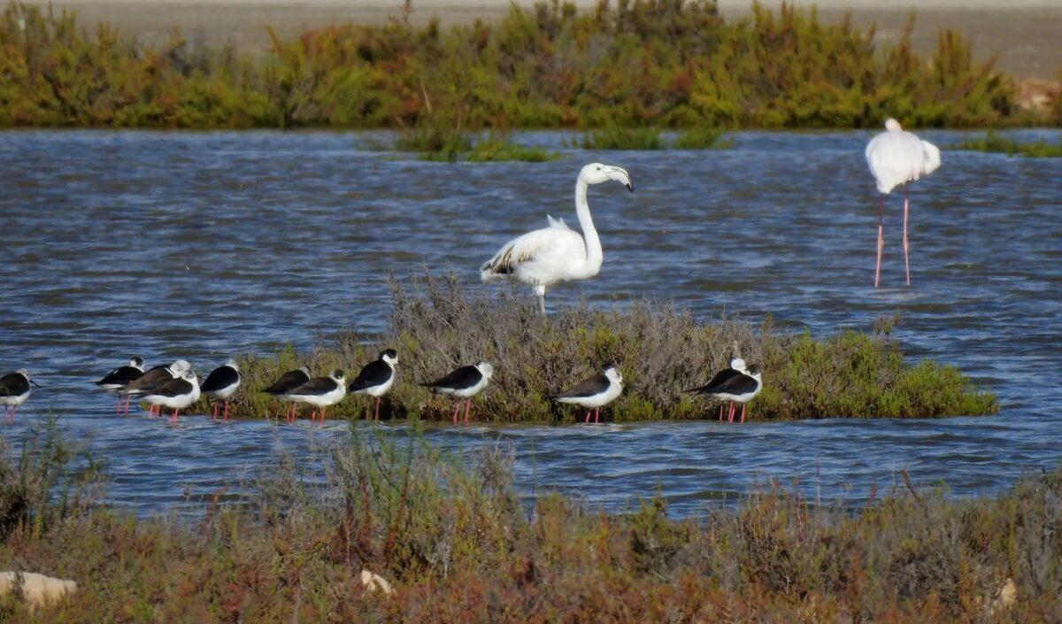 Delta del Llobregat, un paraíso de la biodiversidad en peligro