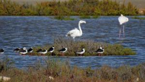 Delta del Llobregat, un paraíso de la biodiversidad en peligro