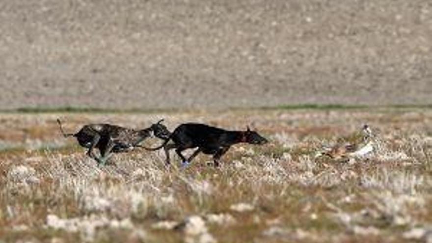 Seis denunciados por cazar furtivamente de noche con galgos en Valladolid