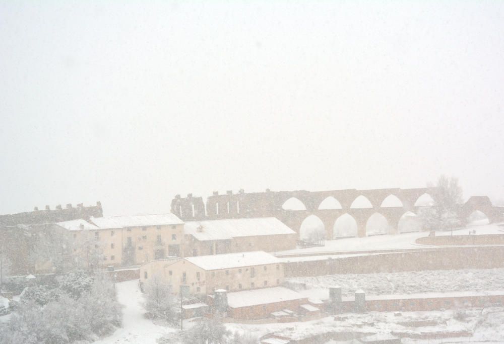 Morella