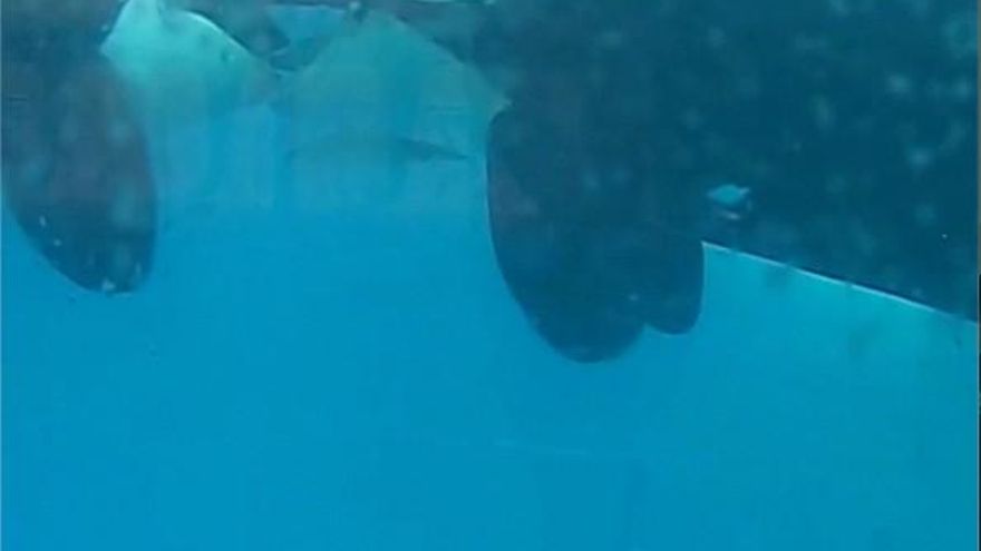 El amor está en el mar: las orcas salvajes también saben &#039;besarse&#039; en la boca