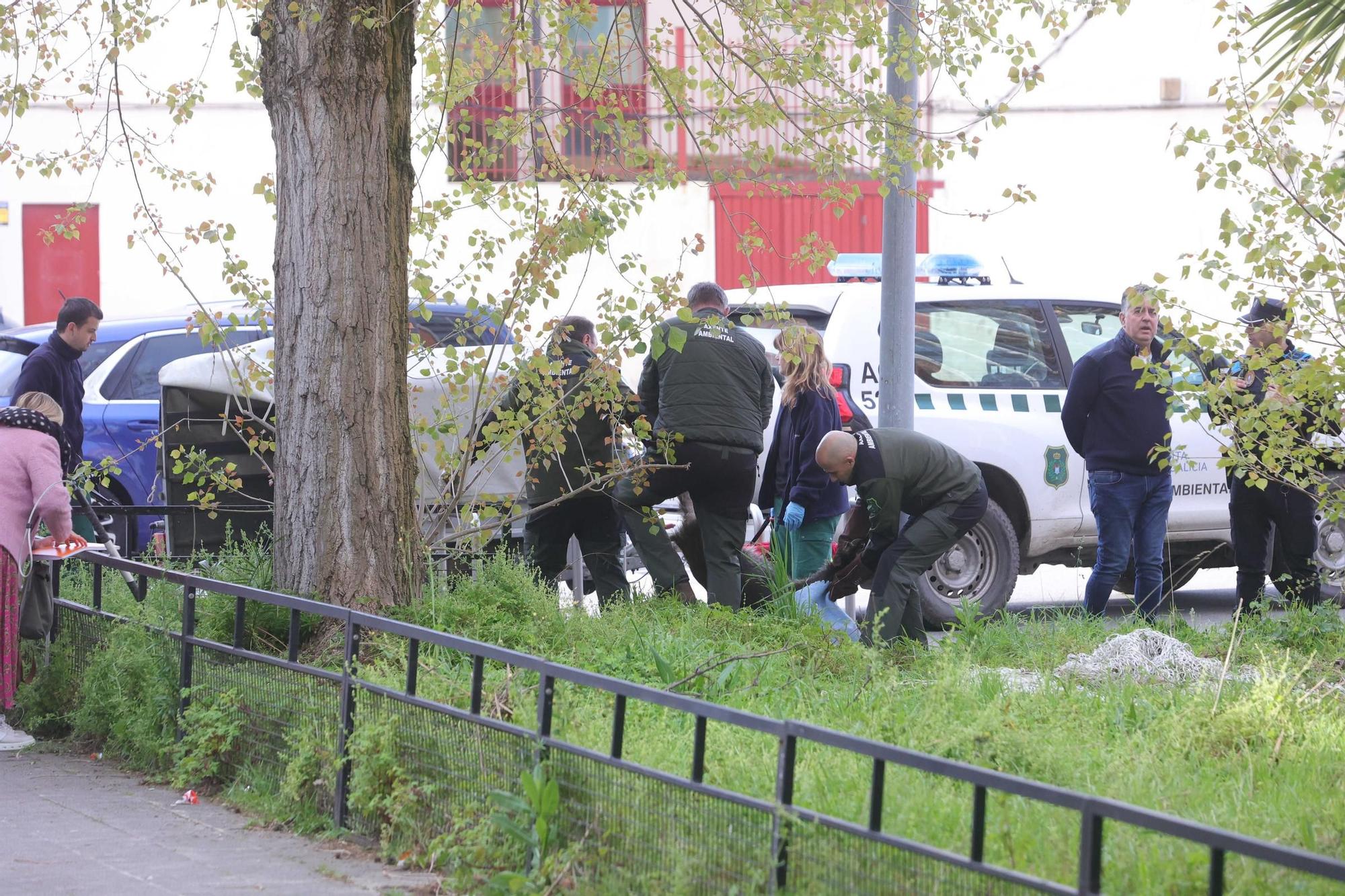 Capturados en A Coruña dos jabalíes que se colaron en el recinto del colegio Alborada