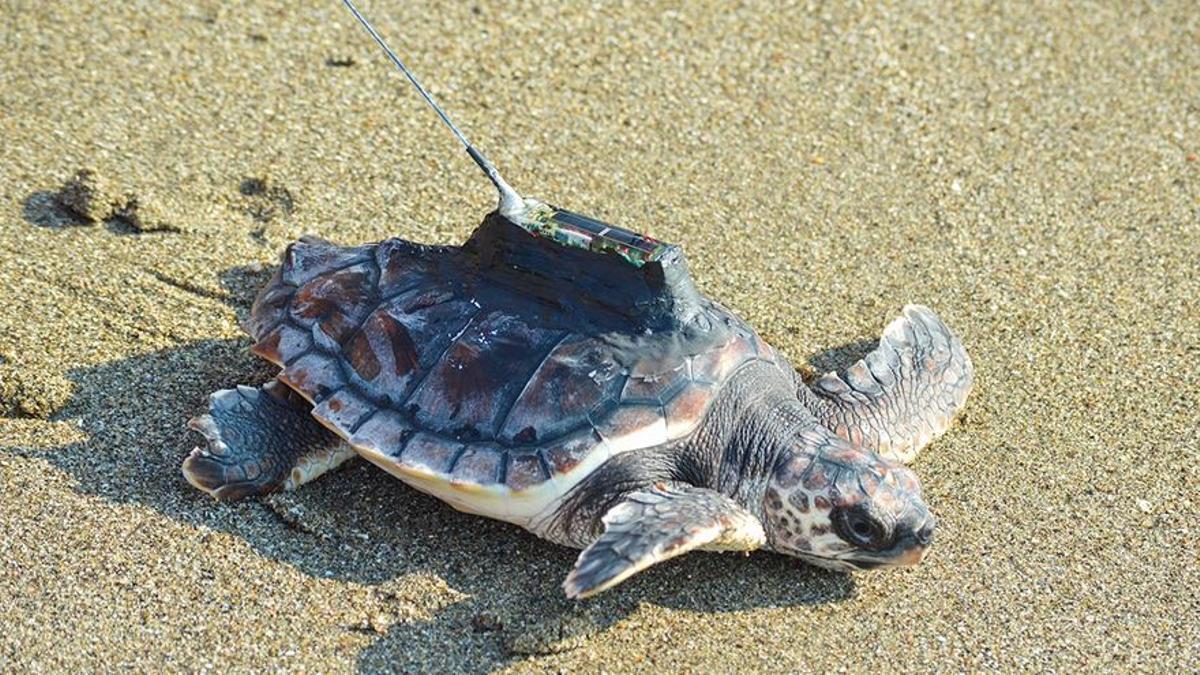 Uno de los ejemplares de tortuga boba liberados en octubre.