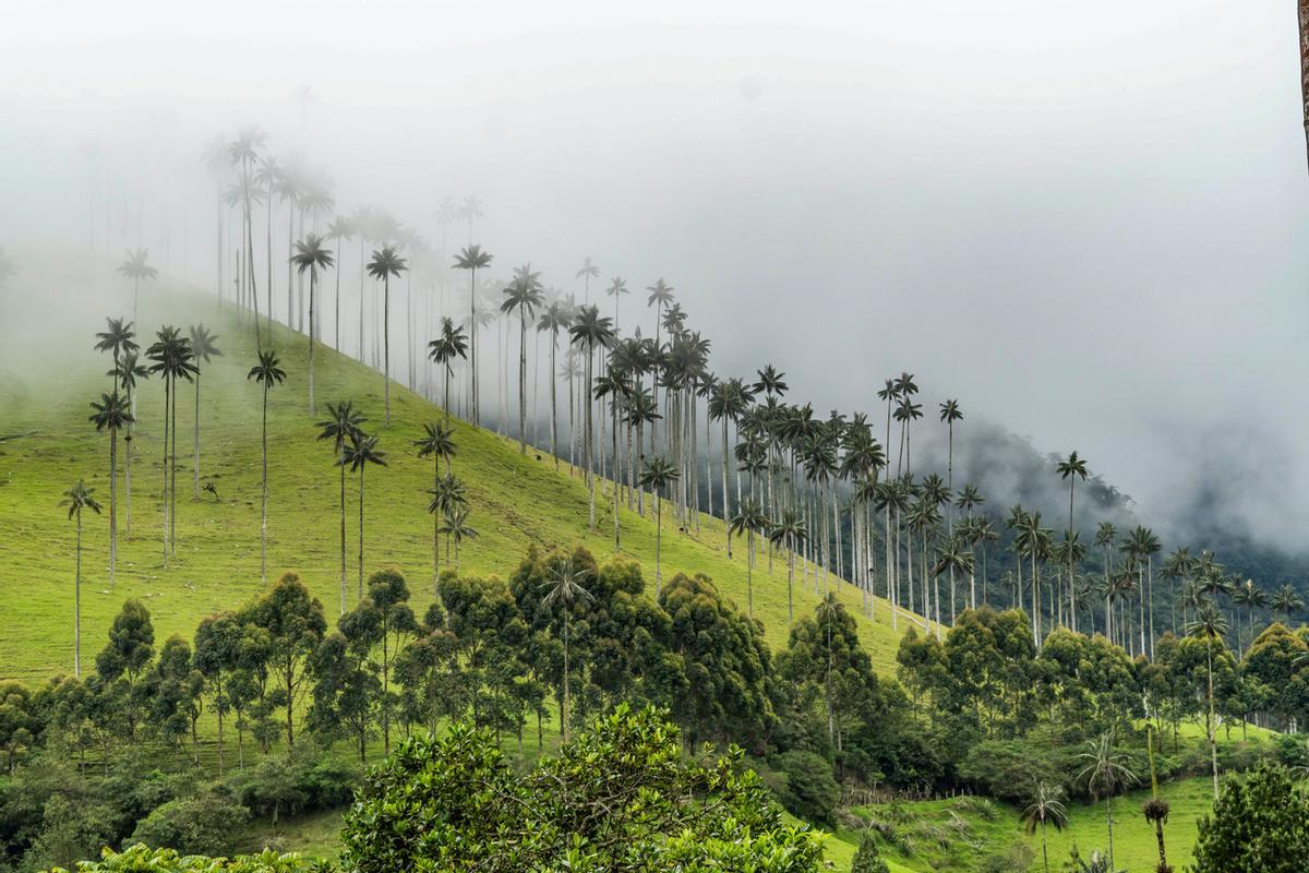 View of a magical forest in Colombia called Cocora Valley with many wax palms and mist.
