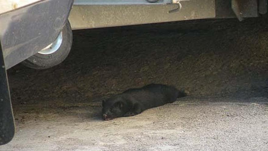 L&#039;animal sota un vehicle, poc abans d&#039;atrapar-lo.