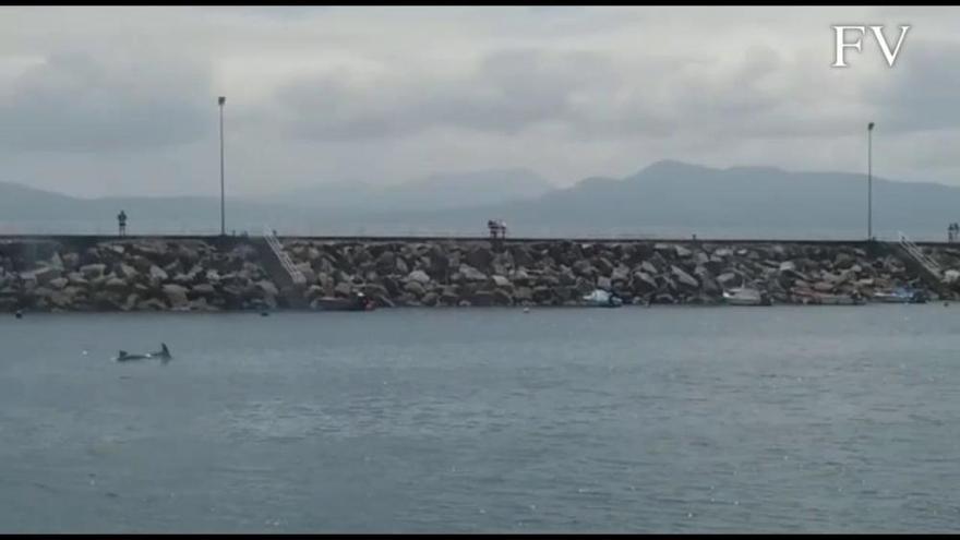 Una manada de delfines sorprende a los pasajeros de los barcos de transporte de ría