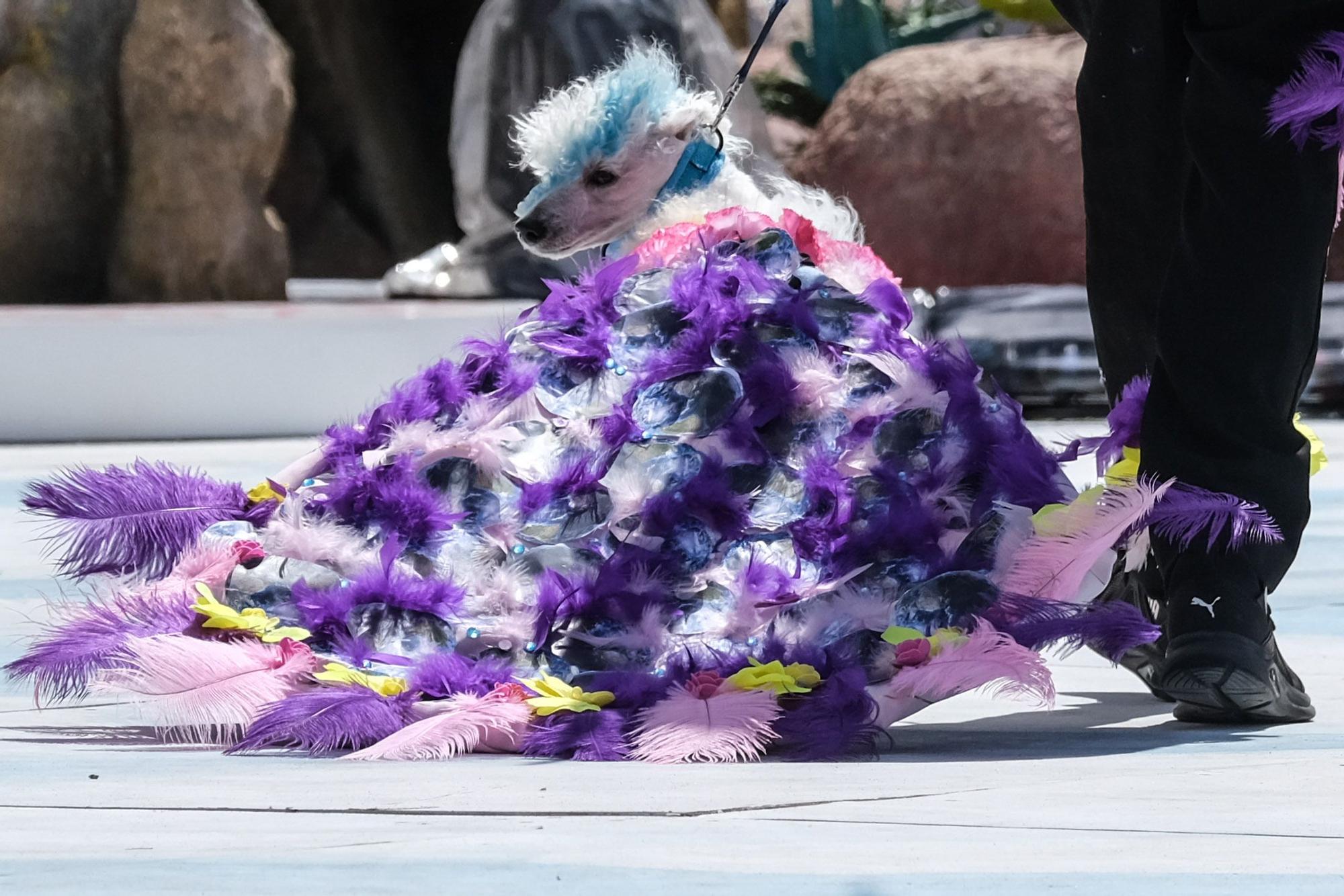 Carnaval Canino de Las Palmas 2022