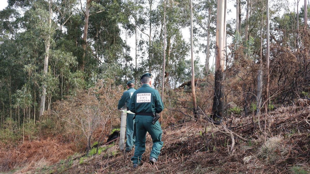 Agentes del Seprona revisan una zona quemada.