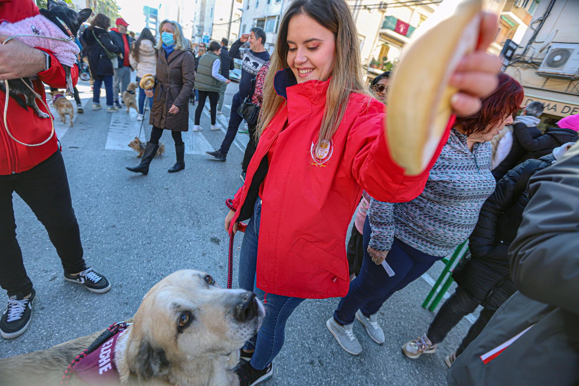 Romería y Bendición de animales en San Antón de Elche