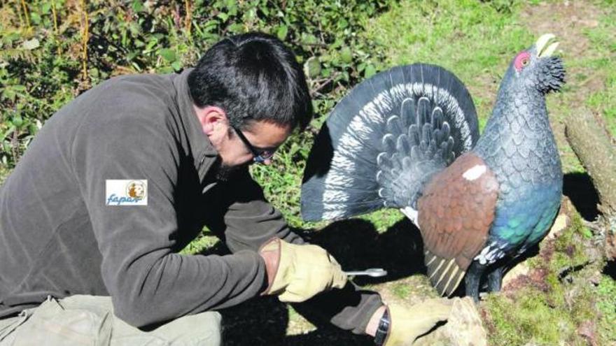 Un operario del FAPAS instala una réplica de un macho de urogallo en Teverga.