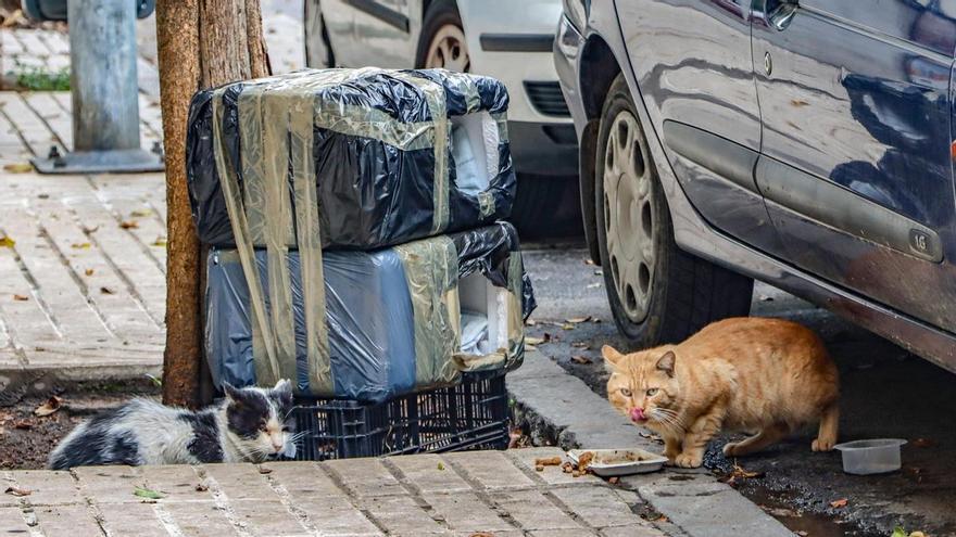 Las protectoras extremeñas, desbordadas por las camadas de gatos: lanzan una campaña de esterilización a precios reducidos