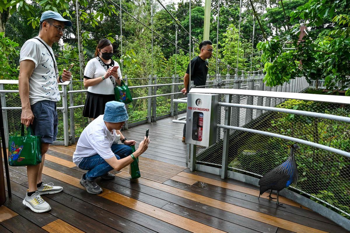 Singapur estrena el parque Paraíso de los pájaros