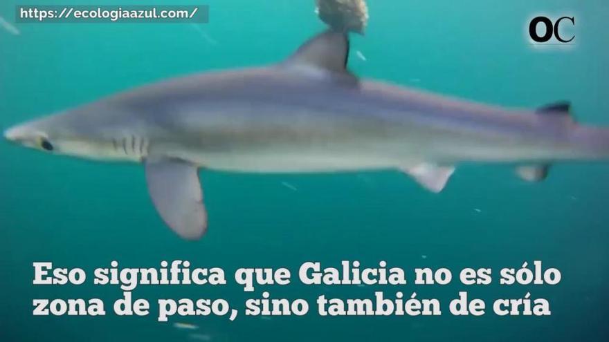 Un paseo con tiburones por las Cíes