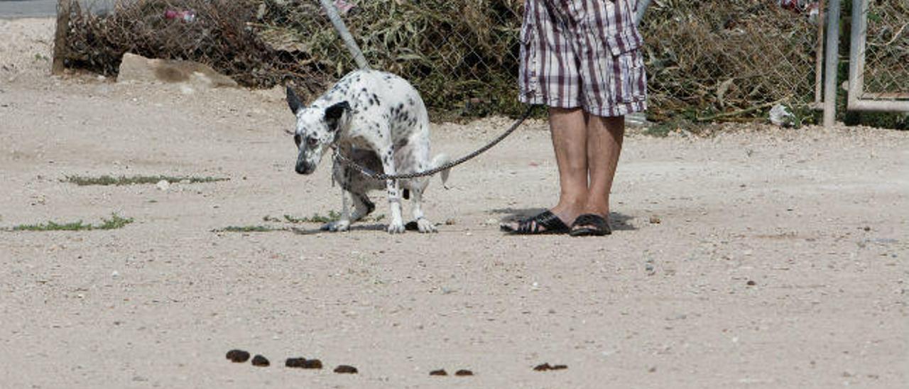 Las heces de perro ensucian las calles de Torrevieja