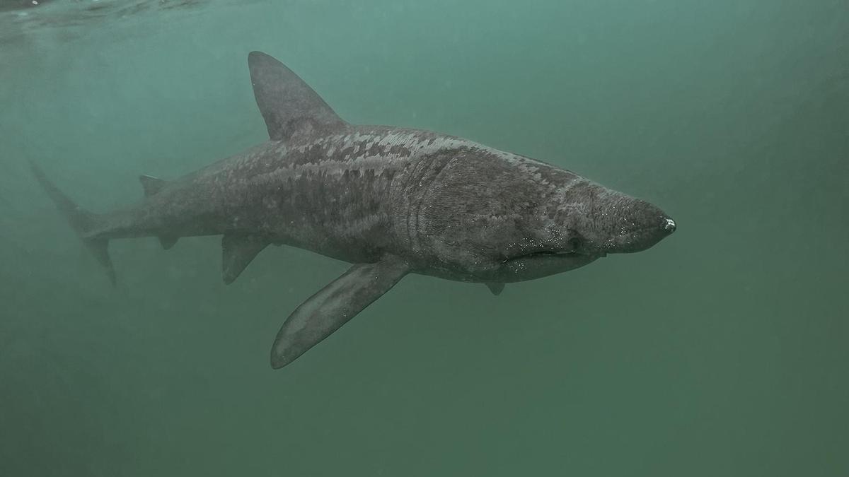 Zigor Arguiñano, el hijo de Karlos Arguiñano, avista un tiburón en las aguas de Zarautz.