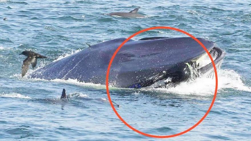 Gepettos del mundo real: dos buzos tragados por ballenas vivieron para contarlo