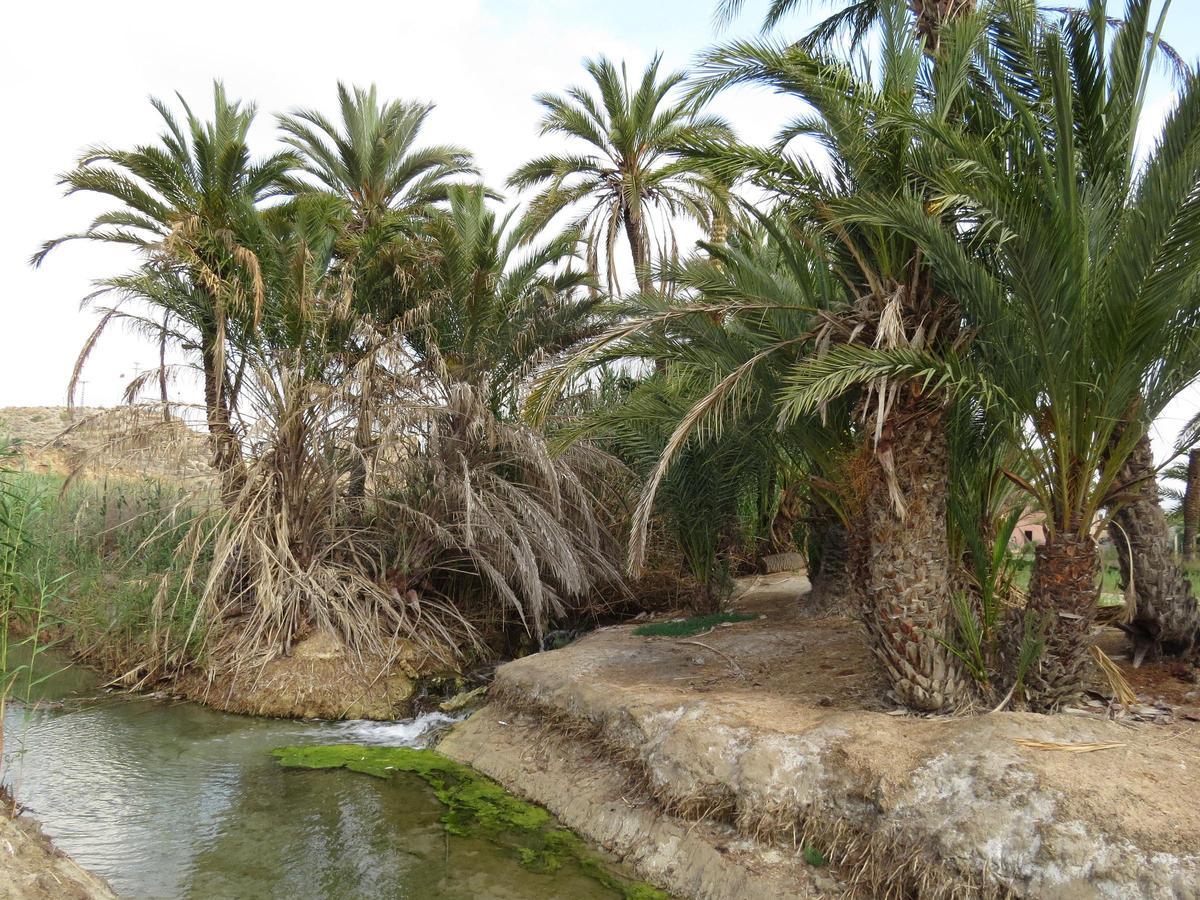Paisaje de palmeral y huerta en San Isidro