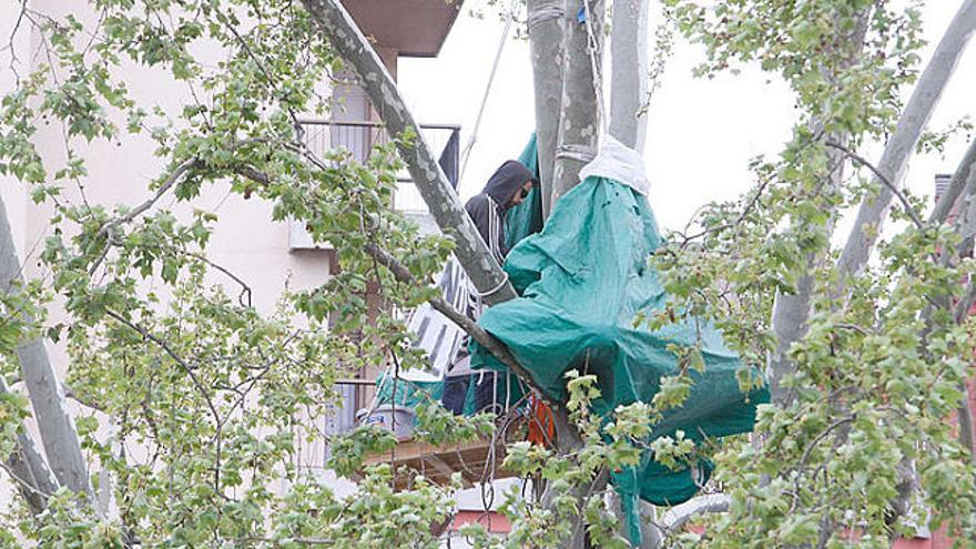 Girona El col·lectiu Núria Pòrtulas, de nou a l&#039;arbre