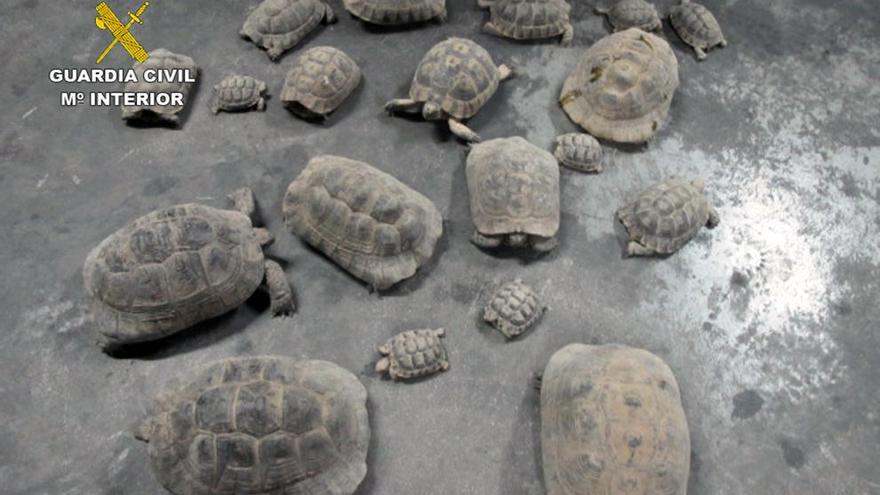 Los ejemplares de tortugas moras incautados por la Guardia Civil.