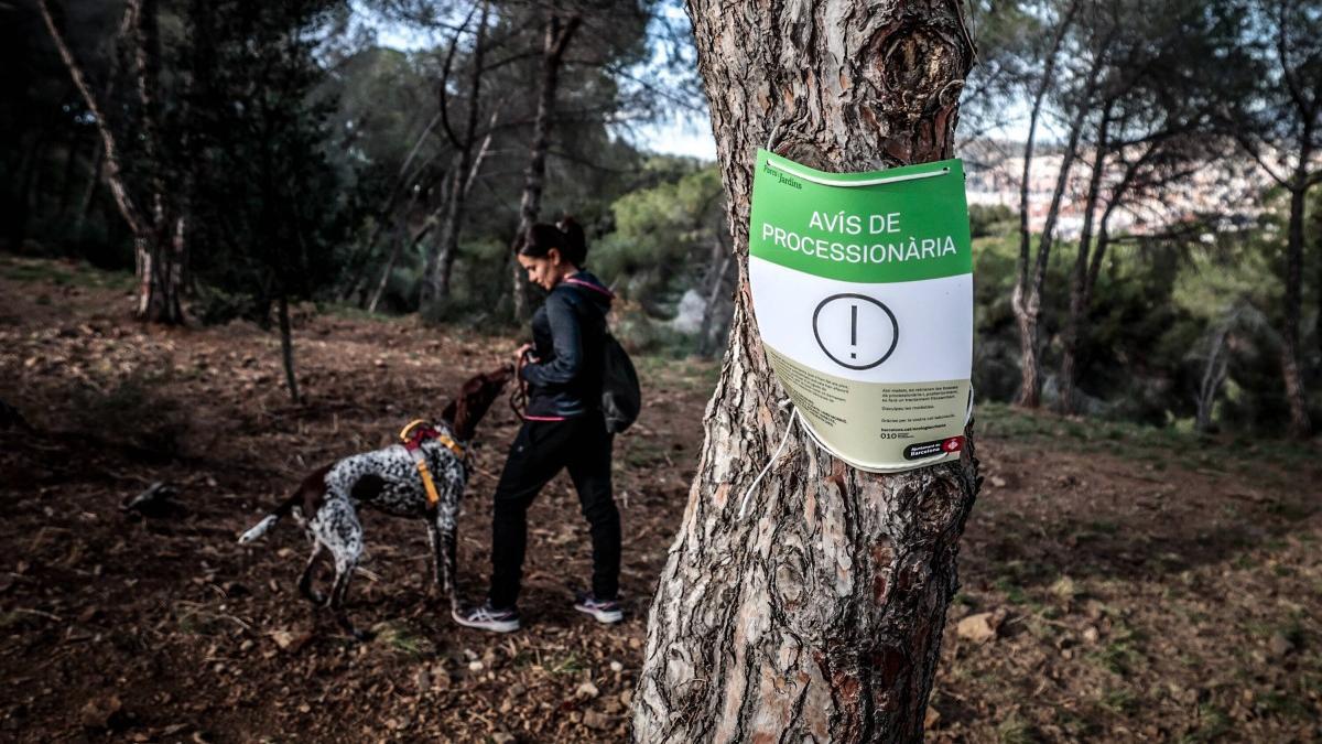 Una mujer pasea a su perro en un parque de Barcelona afectado por la procesionaria.