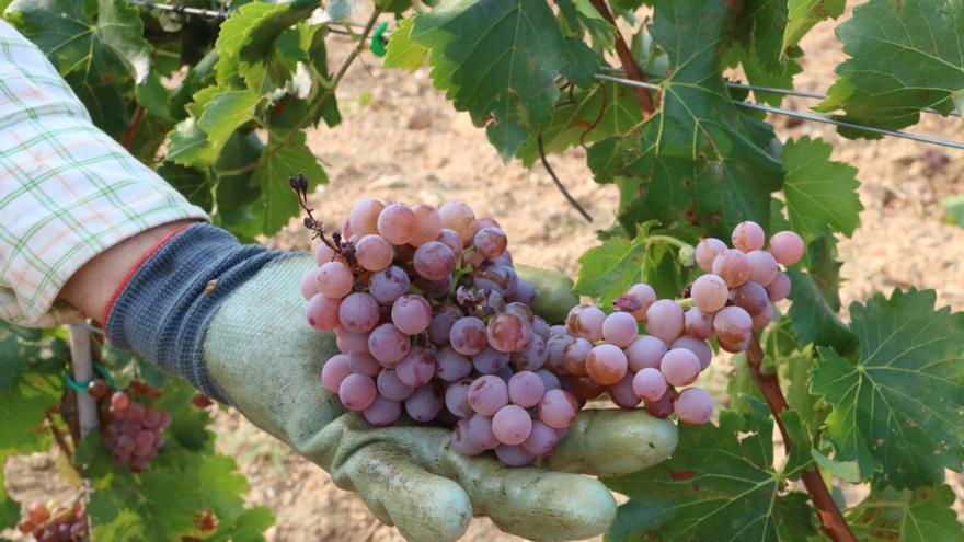 La sequera porta una verema amb menys producció però amb més qualitat a la DO Empordà