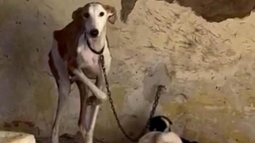 Ordenan la clausura de una perrera ilegal situada en la Papelera San Jorge de Xàtiva
