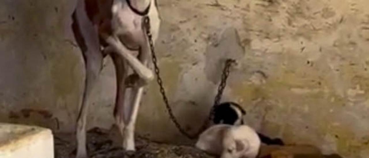 Ordenan la clausura de una perrera ilegal situada en la Papelera San Jorge de Xàtiva