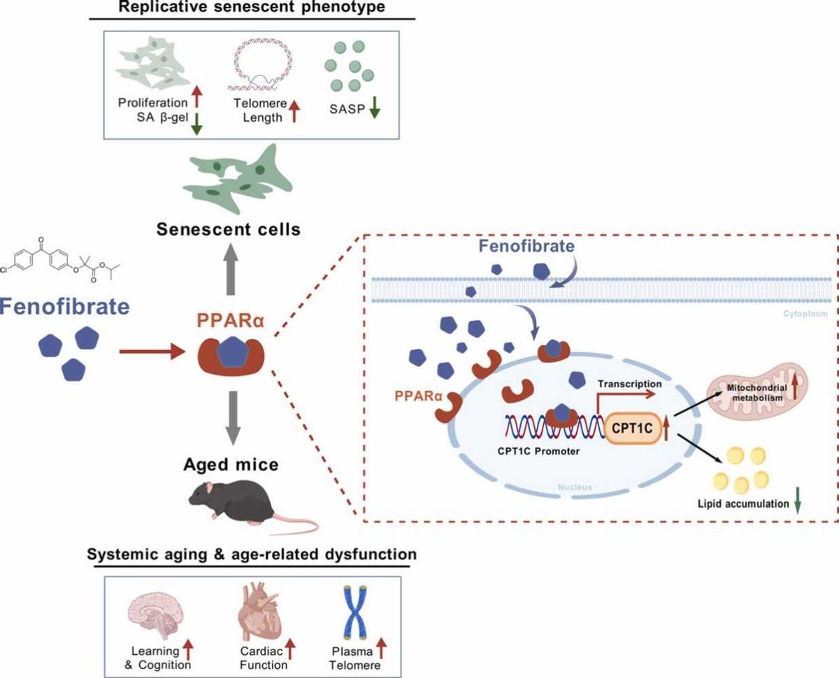 Fenofibrato, el fármaco "milagroso".