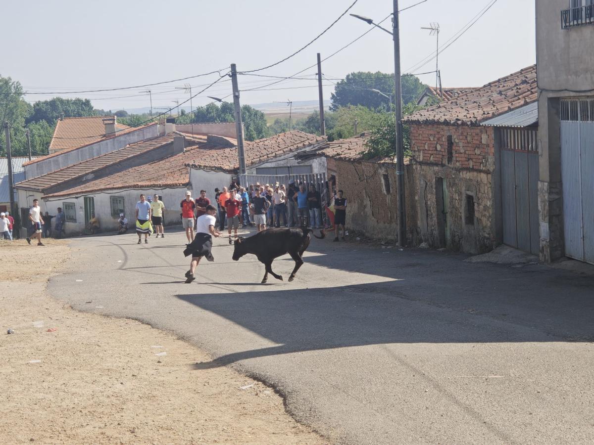 Unos toros "reservones" y unas vacas "muy bravas" ponen el broche a las fiestas de El Maderal Unos toros "reservones" y unas vacas "muy bravas" ponen el broche a las fiestas de El Maderal
