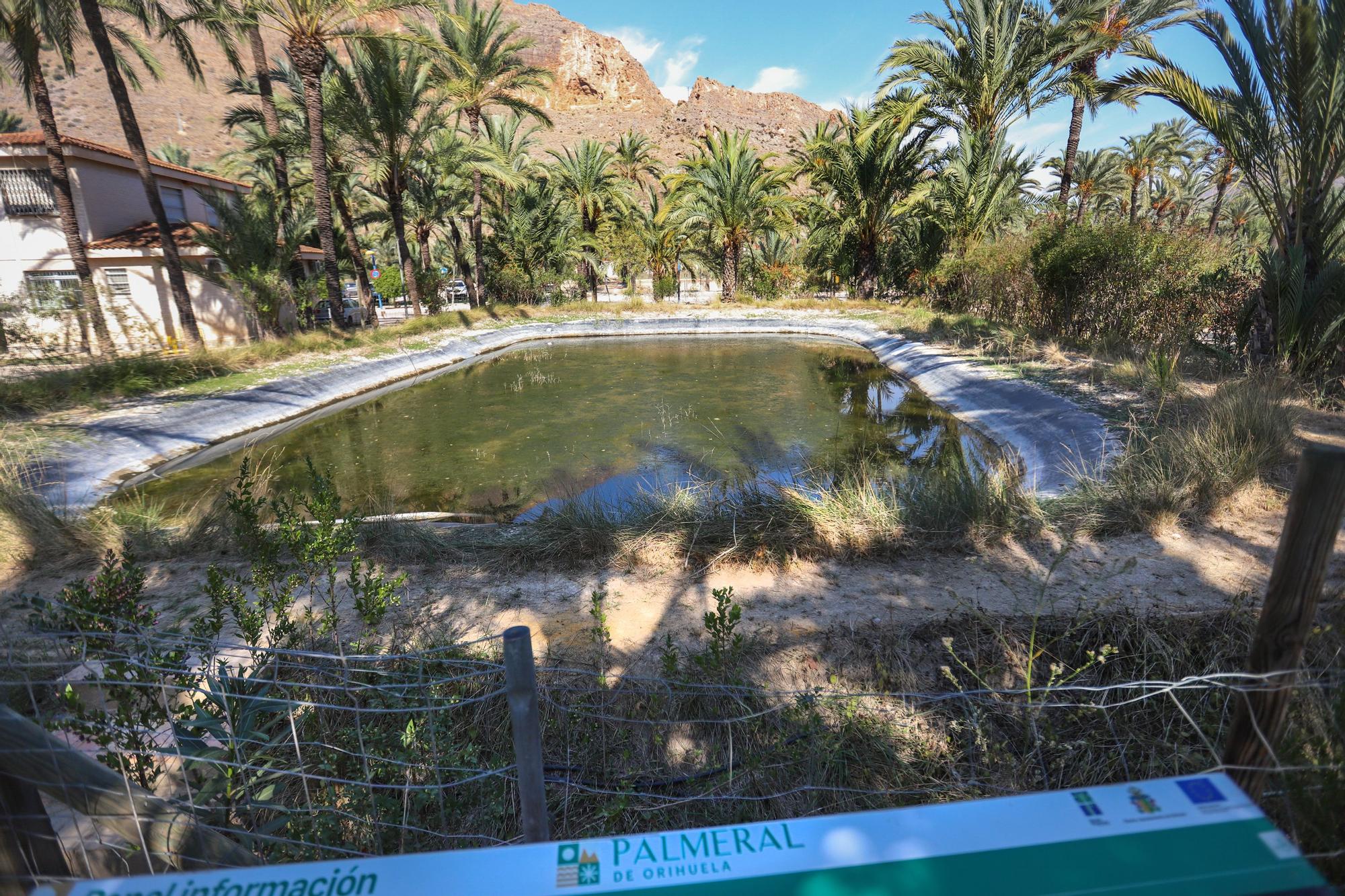 Presente y futuro del Palmeral de Orihuela