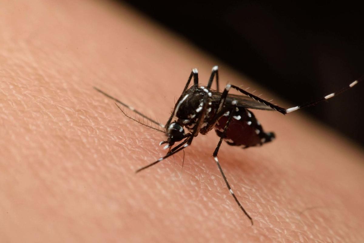 dengue dengue